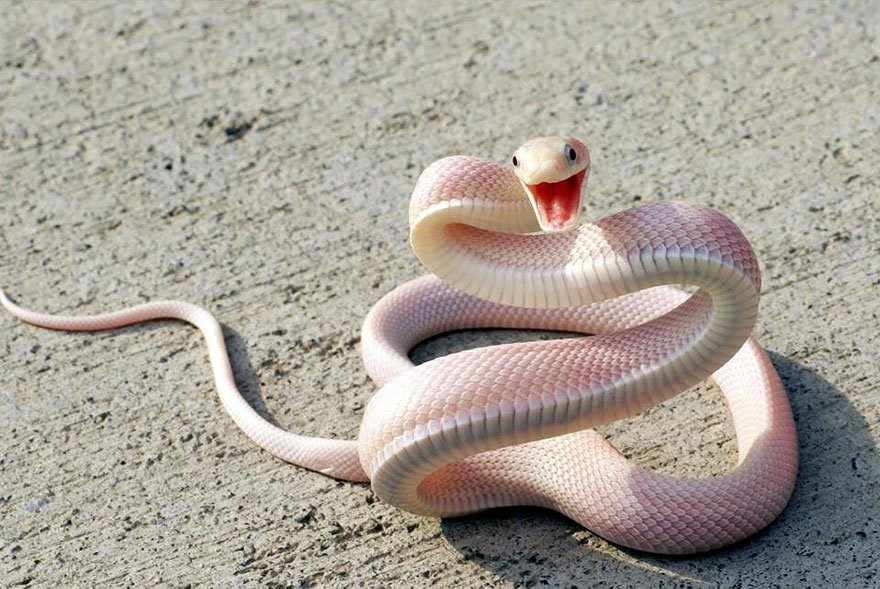 งูสีชมพู